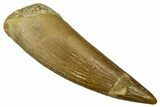 Fossil Plesiosaur (Zarafasaura) Tooth - Morocco #369955-1